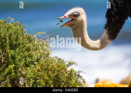 Un bianco e nero struzzo maschio a mangiare una succulenta pianta con le acque blu dell'oceano sullo sfondo. Foto Stock