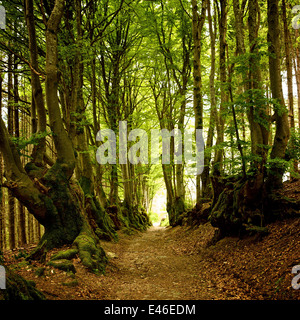 Percorso di foresta foderato con vecchi alberi di faggio in una antica foresta verde Foto Stock