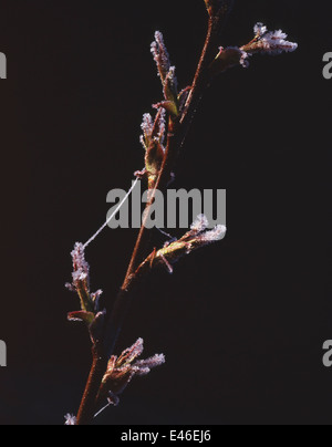 Willow & Spider Foto Stock