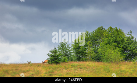 Roosevelt Elk nel selvaggio sull'Isola di Vancouver, British Columbia. Foto Stock