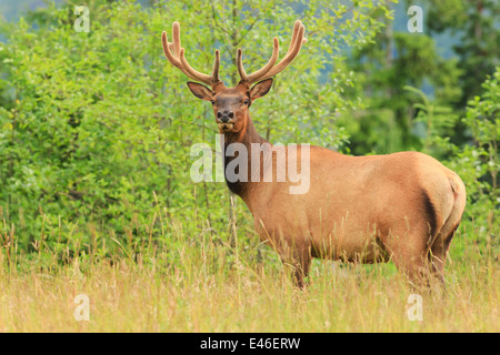 Roosevelt Elk nel selvaggio sull'Isola di Vancouver, British Columbia. Foto Stock