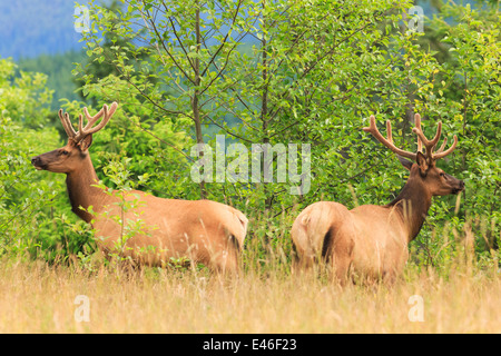 Roosevelt Elk nel selvaggio sull'Isola di Vancouver, British Columbia. Foto Stock