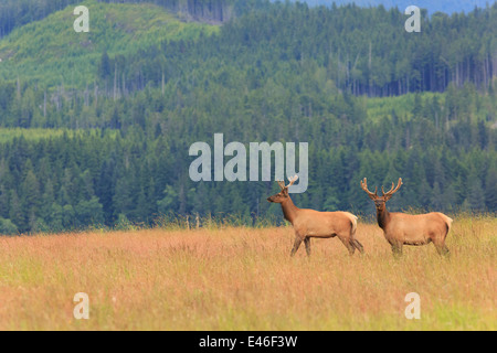 Roosevelt Elk nel selvaggio sull'Isola di Vancouver, British Columbia. Foto Stock