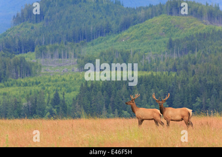 Roosevelt Elk nel selvaggio sull'Isola di Vancouver, British Columbia. Foto Stock