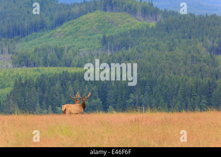 Roosevelt Elk nel selvaggio sull'Isola di Vancouver, British Columbia. Foto Stock