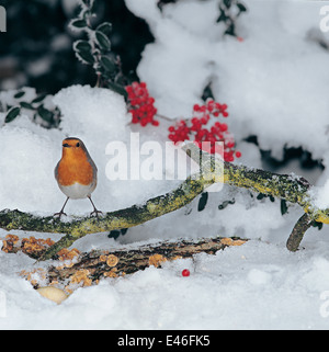 Unione Robin (Erithacus rubecula) in habitat nevoso sul ramo con i licheni Foto Stock