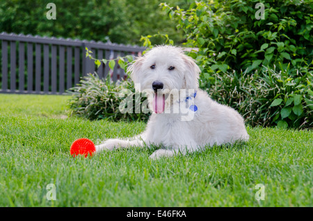 Un Happy dog si siede con il suo giocattolo di masticare in un cortile durante sumer Foto Stock