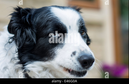 Muso vista di un Border Collie cane Foto Stock