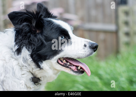 Vista laterale di un vecchio Border Collie cane Foto Stock