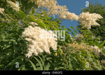 Billowy abbondante spray bianco fiore fiorisce molto fine cluster delicati fiori Sorbaria sorbifolia False Spiraea Foto Stock