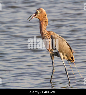 Reddish garzetta (Egretta rufescens) di mangiare il pesce pescato in acque poco profonde in mattina presto, penisola di Bolivar, Texas, Stati Uniti d'America. Foto Stock