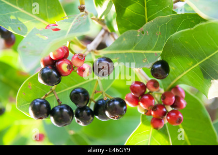 Jambolan prugna, Java prugna (Syzygium cumini) Foto Stock