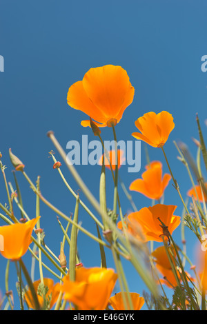 Vivido arancione Papavero californiano coppe d'oro nella luce del sole singolo tono puro attraverso petali con cialde di sementi di fiori più vecchi Foto Stock