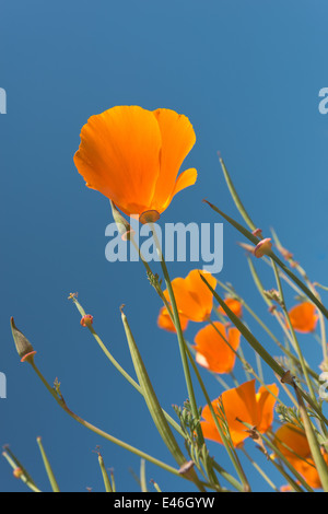 Vivido arancione Papavero californiano coppe d'oro nella luce del sole singolo tono puro attraverso petali con cialde di sementi di fiori più vecchi Foto Stock