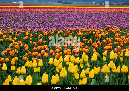 Skagit County, WA: Rows of colorful tulips blooming in spring. Foto Stock