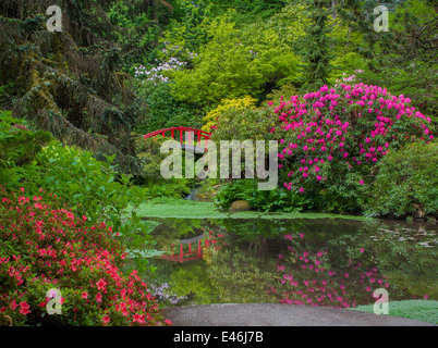 Giardino Kubota, Seattle, WA: Rododendri e azalee che fiorisce in un abbagliamento di visualizzazione dei colori circostanti il Ponte della Luna Foto Stock