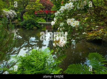 Giardino Kubota, Seattle, WA: Bianco fioritura rododendri e Ponte di cuore Foto Stock