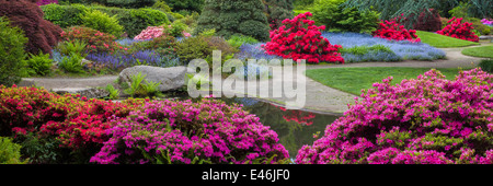 Giardino Kubota, Seattle, WA: fioritura azalee e rododendri nel Tom Kubota passeggiata zona del giardino Foto Stock