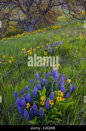 Columbia Hills State Park, WA: Columbia Gorge National Scenic Area, Balsamroot e fiore di lupino in un prato con un Garry Oak Foto Stock