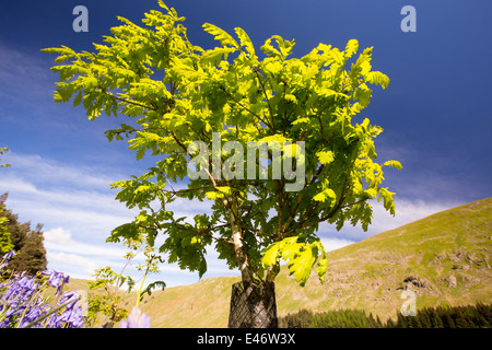 La piantumazione di alberi a Scafell, Lake District, UK, alberi di quercia piantati come parte di un habitat progetto di restauro. Foto Stock