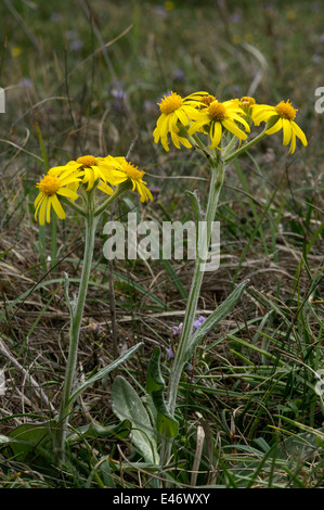 Un vegetali rare e in pericolo, questo sub specie solo trovato su Anglesey. Foto Stock