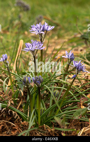 La molla Squill. Un comune impianto di cliff tops e brughiere vicino al mare in primavera Foto Stock