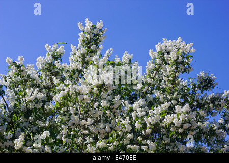 Boccola di fioritura di gelsomino con fiori bianchi contro il cielo blu sullo sfondo. Arte soft focus Foto Stock