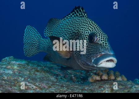 Arlecchino sweetlip, Plectorhinchus chaetodonoides, Palau Oceania Aprile 2014 Foto Stock