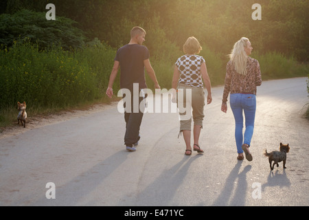 Tre persone che camminano nella luce del sole con i loro cani a testa Hengistbury, Dorset in giugno Foto Stock