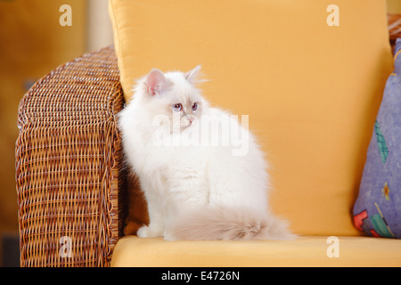 Gatto Sacri di Birmania, lilla-tabby point, 5 mesi |Birmakatze, lilla-tabby point, 5 Monate Foto Stock