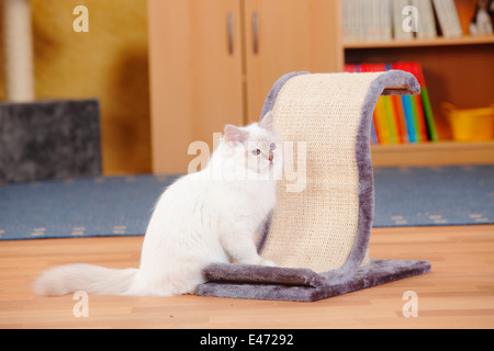 Gatto Sacri di Birmania, lilla-tabby point, 5 mesi |Birmakatze, lilla-tabby point, 5 Monate Foto Stock