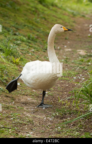 Whopper swan in piedi su una gamba Foto Stock