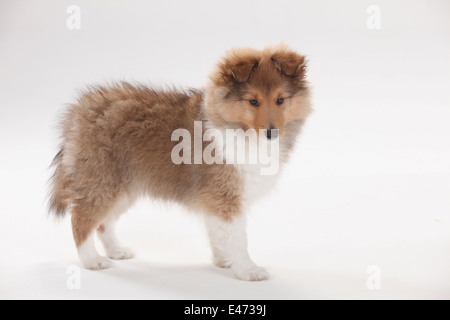 Sheltie, cucciolo, dieci settimane |Sheltie, Welpe, 10 Wochen Foto Stock