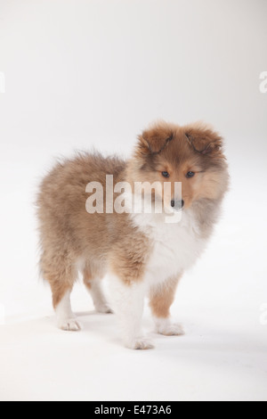 Sheltie, cucciolo, dieci settimane |Sheltie, Welpe, 10 Wochen Foto Stock