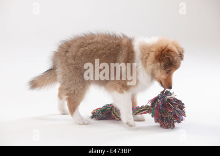 Sheltie, cucciolo, dieci settimane |Sheltie, Welpe, 10 Wochen Foto Stock