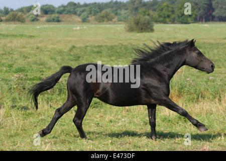 Esecuzione di Dartmoor Pony Foto Stock