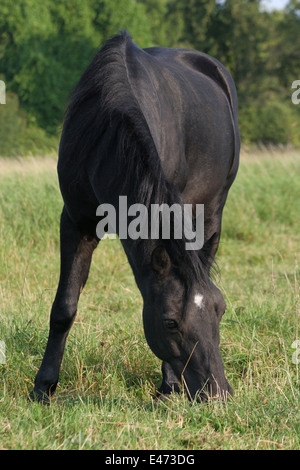Il pascolo Dartmoor Pony Foto Stock