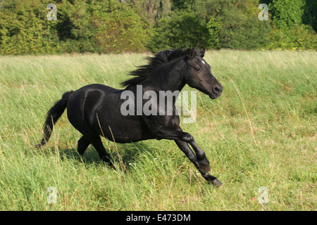 Esecuzione di Dartmoor Pony Foto Stock