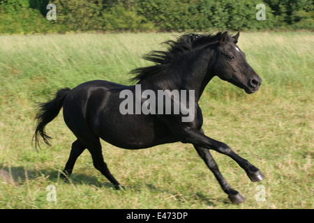 Esecuzione di Dartmoor Pony Foto Stock