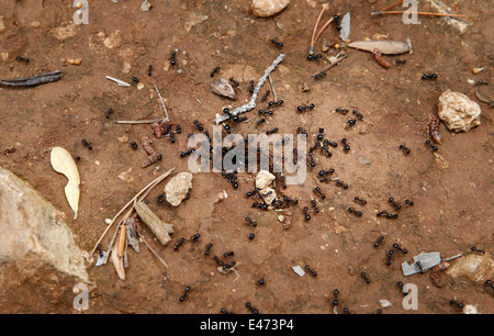 Formiche nel loro anthouse ingresso, Maiorca, SPAGNA Foto Stock