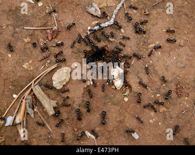 Formiche nel loro anthouse ingresso, Maiorca, SPAGNA Foto Stock