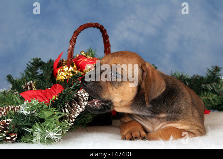 Ridgeback rhodesiano cucciolo Foto Stock