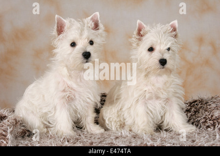 West Highland White Terrier Foto Stock