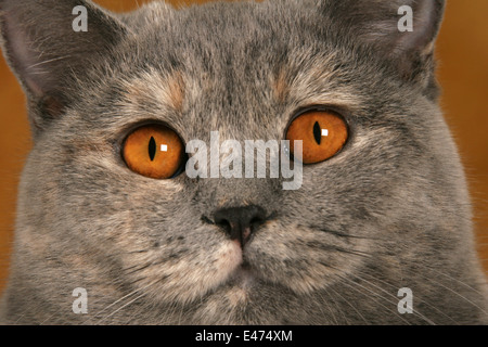 British Shorthair Foto Stock