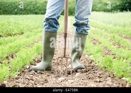 Close Up di agricoltori che lavorano in azienda agricola biologica campo Foto Stock