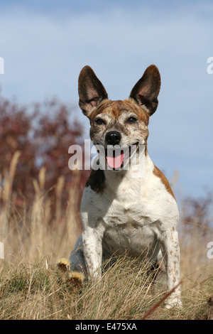 Jack Russell Terrier Foto Stock