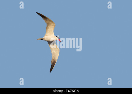 Caspian Tern Sterna caspia San Diego, California, Stati Uniti 23 giugno adulto in volo. Laridae Foto Stock