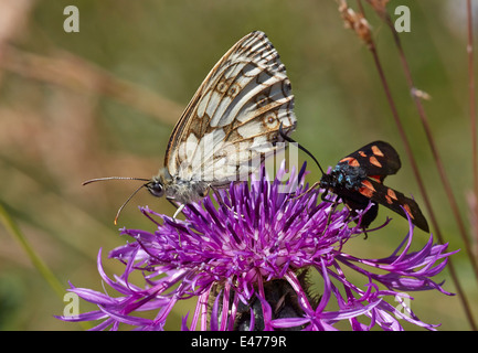 In marmo bianco e Five-Spot Burnett alimentando il fiordaliso. Denbies Hillside, Ranmore comune, Dorking Surrey, Inghilterra. Foto Stock