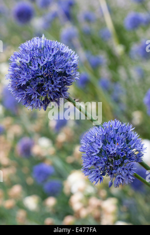 Fiori d'estate della cipolla ornamentali, Allium caeruleum Foto Stock