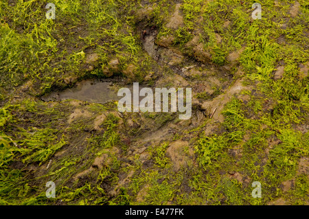 Footprint di dinosauri nella roccia a Staffin Bay Foto Stock
